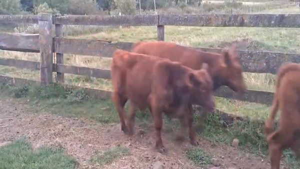 Lote TERNEROS