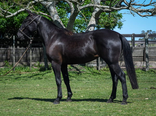 Lote Yvoty La Calavera