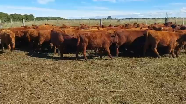 Lote 72 Terneras