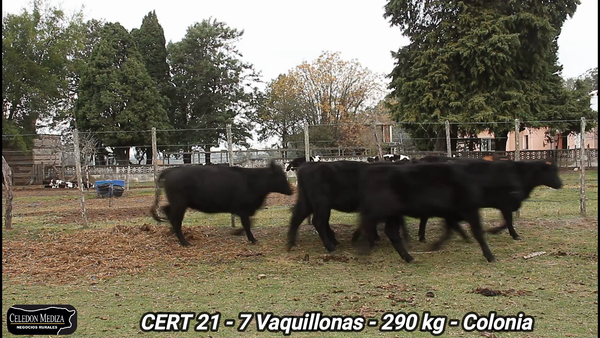 Lote 7 Vaquillonas 1 a 2 años en Colonia