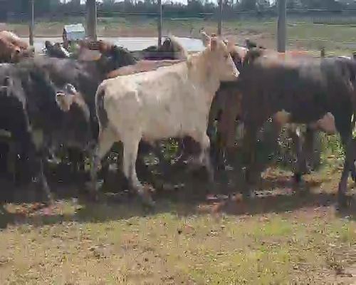 Lote 50 Novillitos y vaquillonas en Tintina, Santiago del Estero