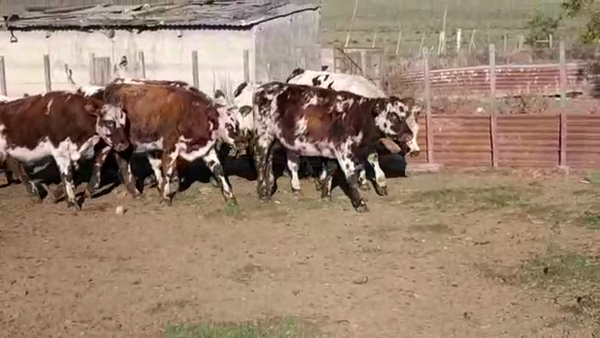 Lote TERNEROS