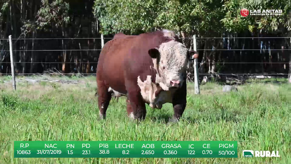 Lote TOROS POLLED HEREFORD