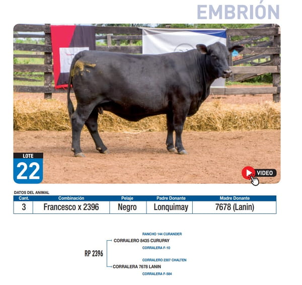 Lote Francesco x 2396