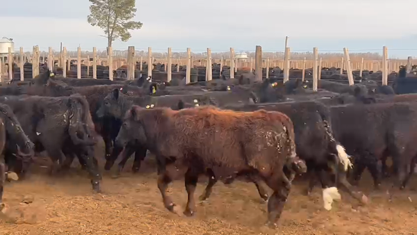 Lote 68 Terneras en América, Buenos Aires