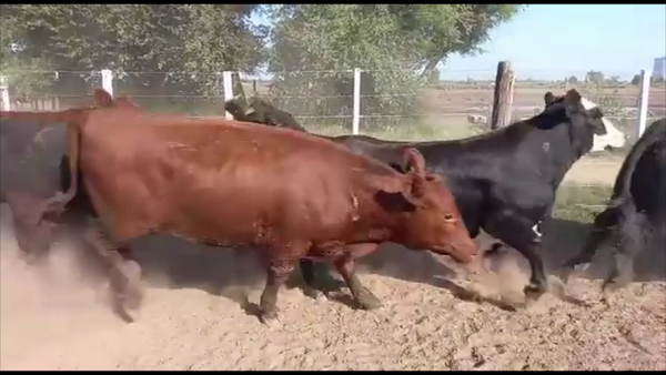 Lote 43 Novillitos/Vaquillonas