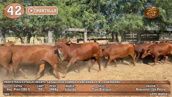 Lote LOTE 42 - POR PANTALLA