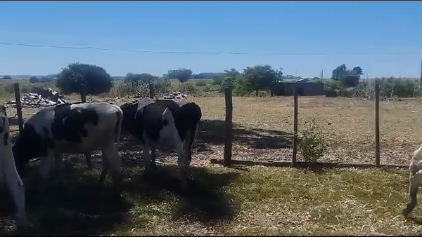 Lote 10 Novillos Holando en Rosario