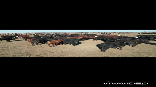 Lote 120 Novillitos