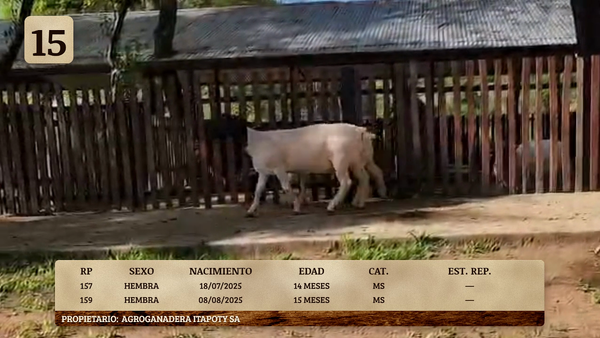 Lote LOTE 15
