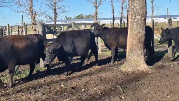 Lote 16 Vacas medio uso C/ gtia de preñez