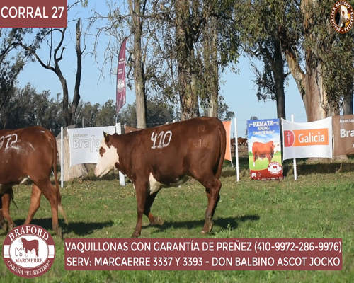 Lote Vaquillona Braford Cabaña El Retiro