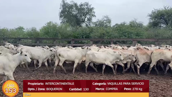 Lote LOTE  153