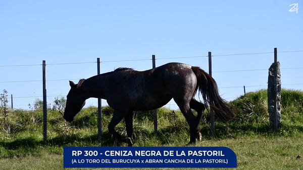Lote Ceniza Negra de La Pastoril