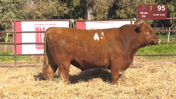 44 3182 — TOROS ANGUS COLORADOS  PC