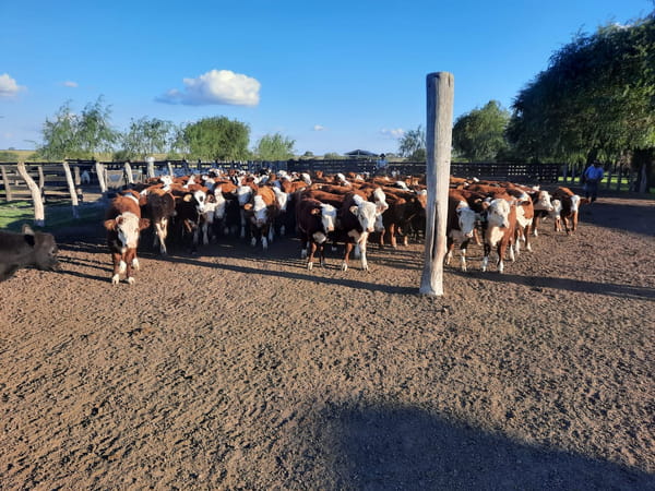 Lote SAENZ VALIENTE, BULLRICH Y Cia. S.A.