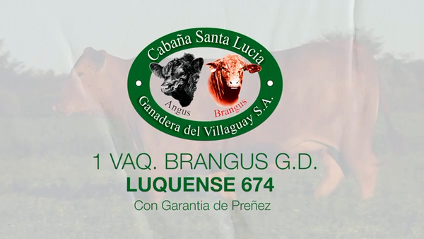 Lote 1 Vaquillonas preñadas