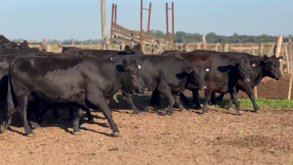 Lote 32 Vaquillonas PC preñadas