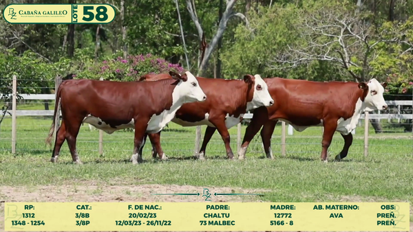 Lote LOTE 58
