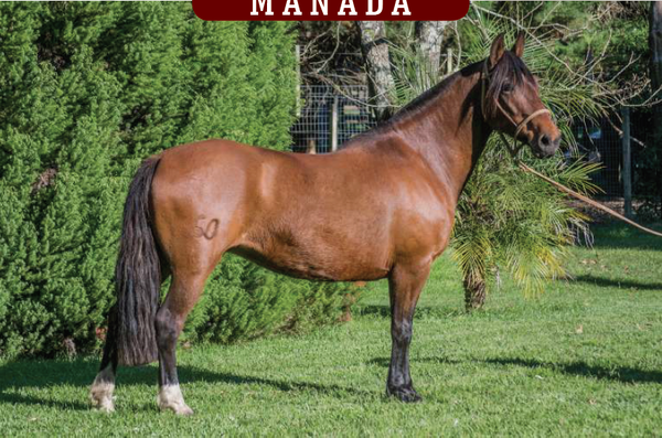 Lote AQUERENCIADA PATRIADA