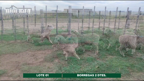 Lote BORREGAS 2 DTES.
