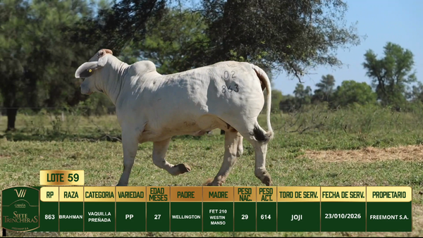 Lote LOTE 59