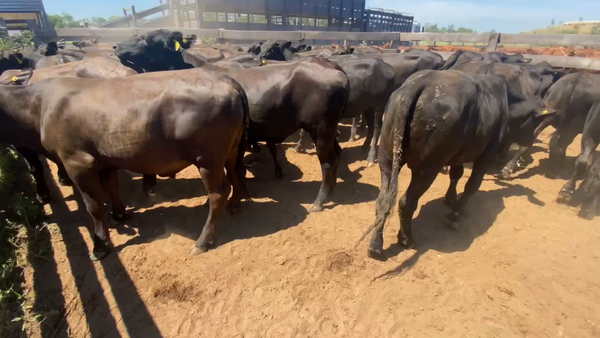 Lote 43 Novillitos en Juan José Castelli, Chaco