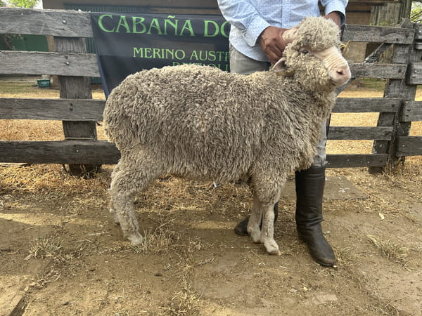 Lote Borrego 2D (MO: Si)