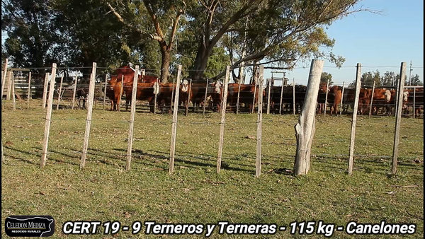 Lote 9 Terneros y Terneras en Canelones