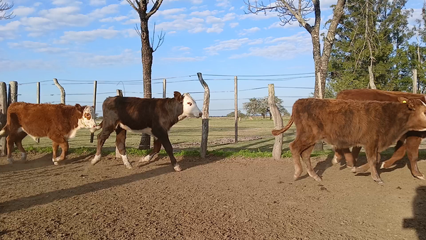 Lote 80 Terneros/as