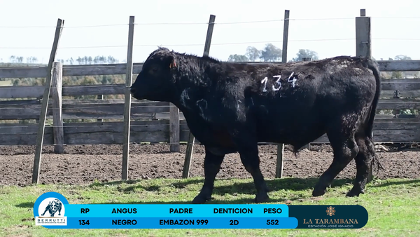 Lote Toro
