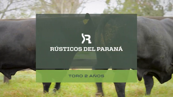 Lote Toros