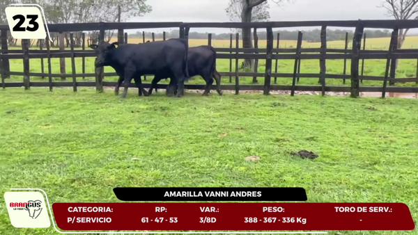 Lote LOTE 23- EN VIVO