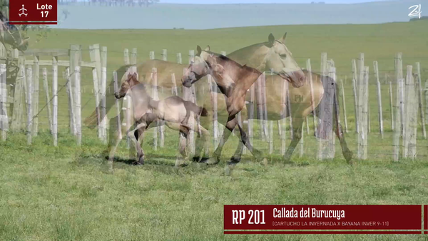 Lote CALLADA DEL BURUCUYA