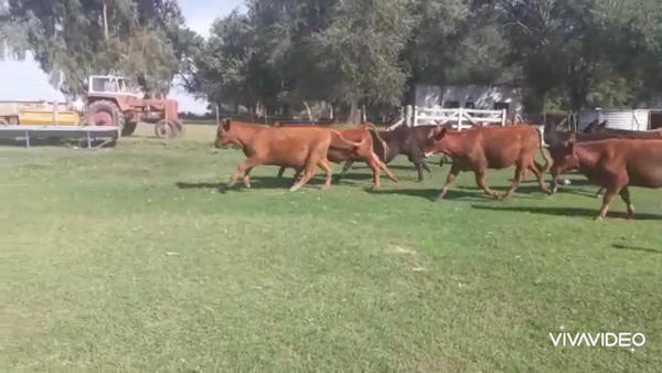 Lote 16 Novillitos  en Tapalqué, Buenos Aires