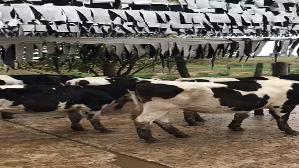 Lote Terneras- Wilma Carrara