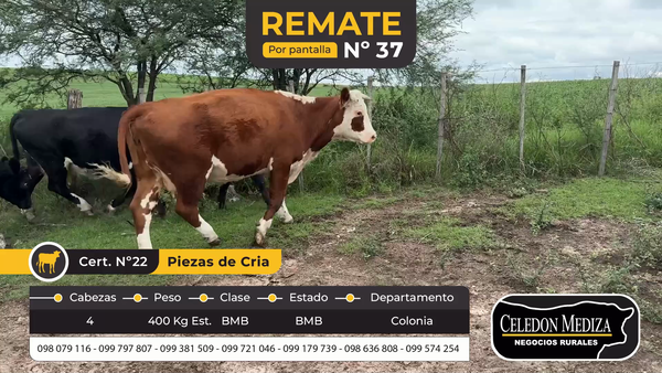 Lote 4 Piezas de cría en Colonia
