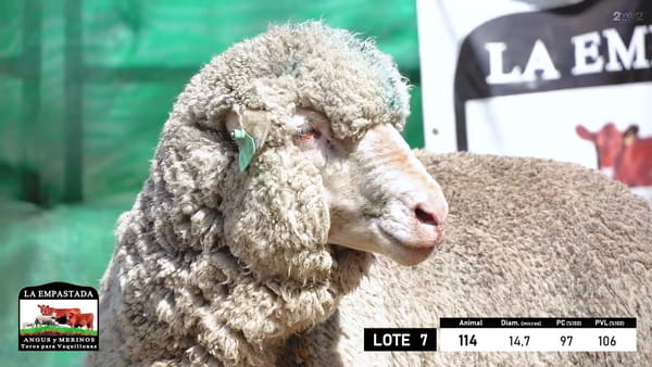 Lote 5 Carneros Merino Dohne, Durazno