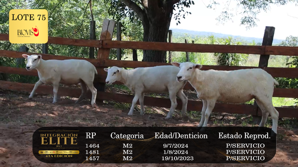 Lote LOTE 75