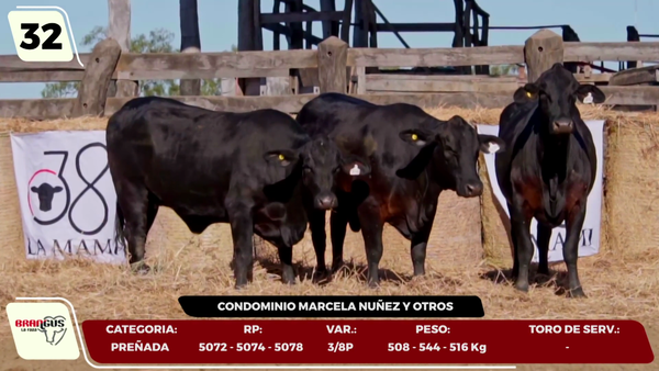 Lote LOTE 32- EN VIVO