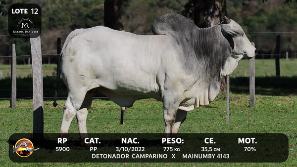 Lote LOTE 12