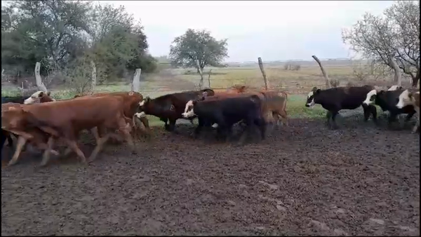 Lote 70 Terneras en Villaguay, Entre Ríos