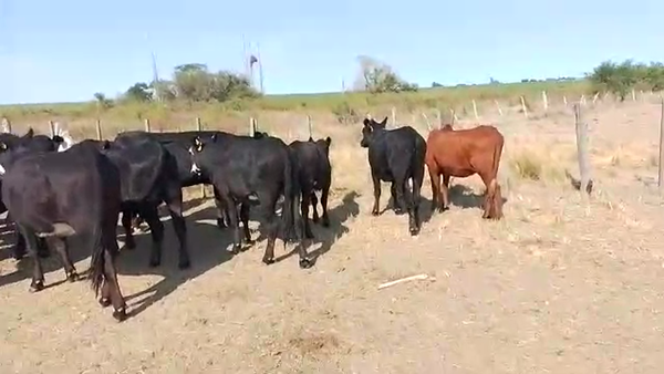 Lote Vaquillonas 22 CP