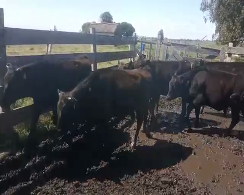 Lote 9 Novillos CRUZA AA 250kg - , San José