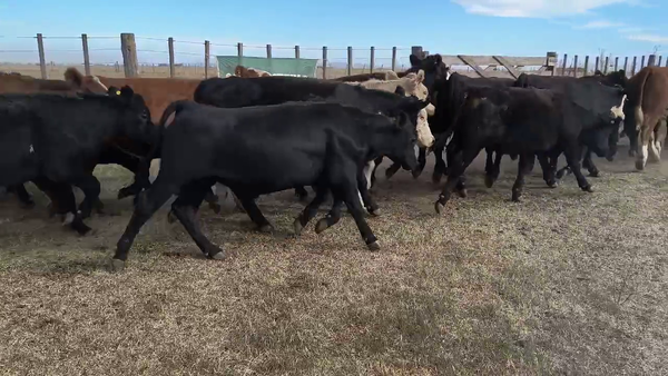 Lote 68 Novillitos en Espartillar