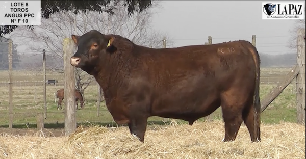 Lote TOROS PUROS POR CRUZA