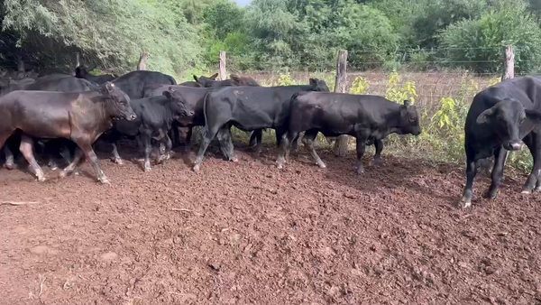 Lote 85 Terneros/as en Juan José Castelli, Chaco