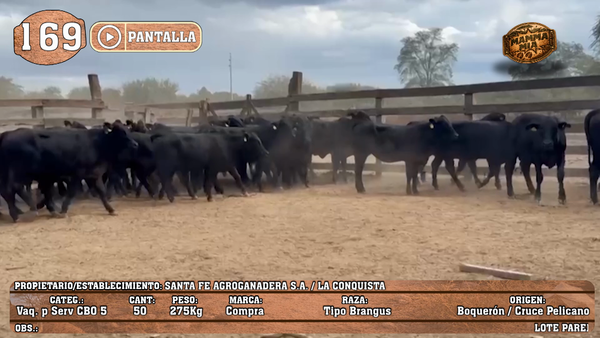 Lote LOTE 169 - PANTALLA