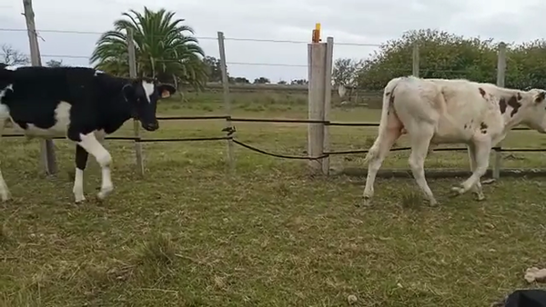 Lote TERNEROS HOLANDO