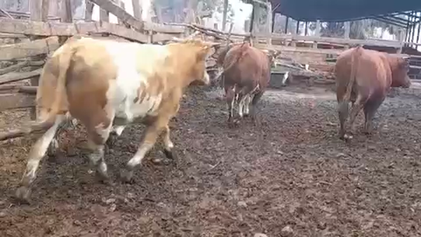 Lote 45 Novillo Gordo en Linares, VII  Región Maule